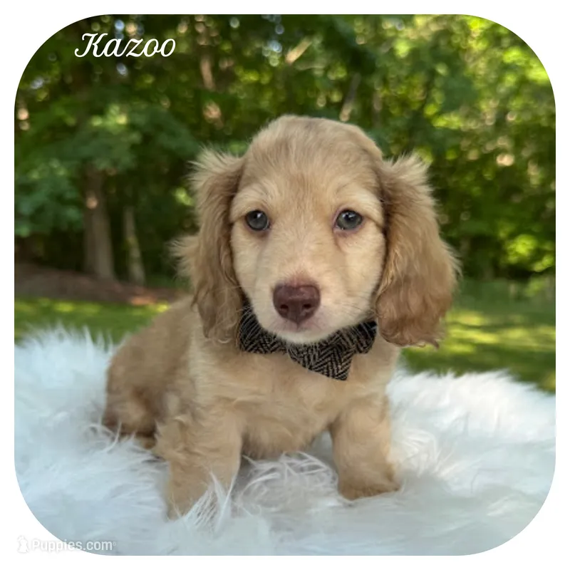 Kazoo ... AKC – Miniature Dachshund puppy for sale in Smithville, TN