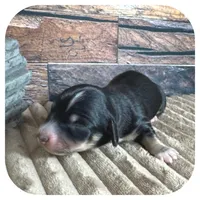 Ozwell ... AKC, a male Miniature Dachshund for sale in Smithville, TN – 3 of 7