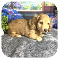 Kazoo ... AKC, a male Miniature Dachshund for sale in Smithville, TN – 5 of 10