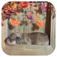 Trip ... AKC, a male Miniature Dachshund for sale in Smithville, TN – 5 of 10