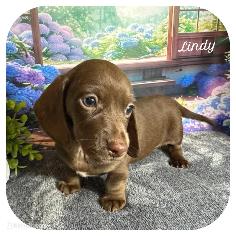 Lindy ... AKC – Miniature Dachshund puppy for sale in Smithville, TN