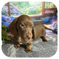 Lindy ... AKC, a female Miniature Dachshund for sale in Smithville, TN – 1 of 9