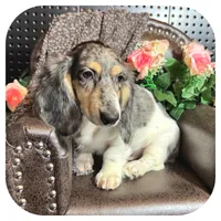 Pudge ... AKC, a male Miniature Dachshund for sale in Smithville, TN – 8 of 10