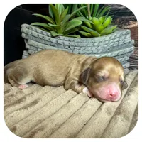 Otis ... AKC, a male Miniature Dachshund for sale in Smithville, TN – 3 of 8