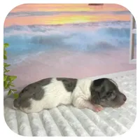 Pudge ... AKC, a male Miniature Dachshund for sale in Smithville, TN – 5 of 8