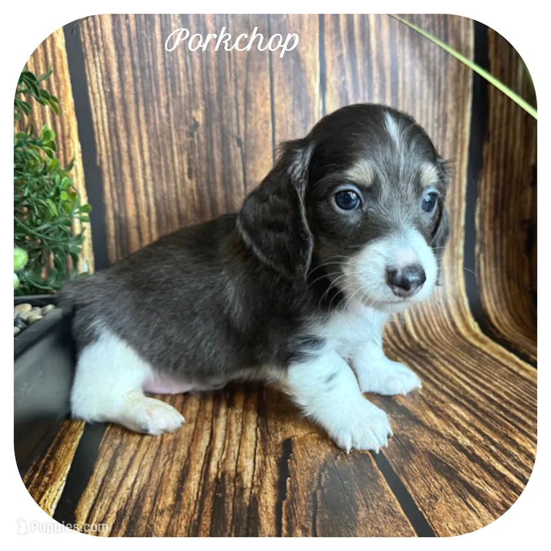 Porkchop ... AKC Pet – Miniature Dachshund puppy for sale in Smithville, TN