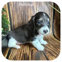 Porkchop ... AKC Pet, a male Miniature Dachshund for sale in Smithville, TN – 1 of 8