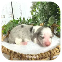 Rooster ... AKC, a male Miniature Dachshund for sale in Smithville, TN – 1 of 9