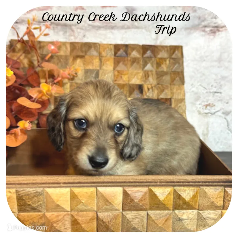 Trip ... AKC – Miniature Dachshund puppy for sale in Smithville, TN