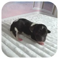 Quint ... AKC, a male Miniature Dachshund for sale in Smithville, TN – 4 of 7