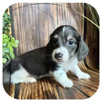 Porkchop ... AKC Pet, a male Miniature Dachshund for sale in Smithville, TN – 5 of 8