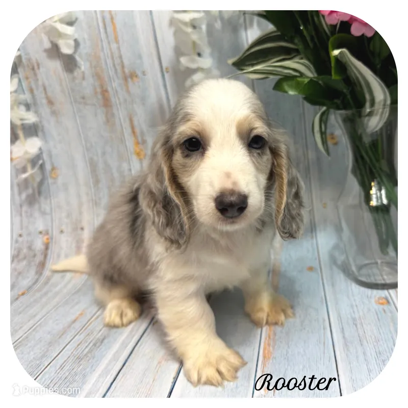 Rooster ... AKC – Miniature Dachshund puppy for sale in Smithville, TN