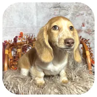 Odessa ... AKC, a female Miniature Dachshund for sale in Smithville, TN – 7 of 10