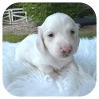 Marshmellow ... AKC, a male Miniature Dachshund for sale in Smithville, TN – 3 of 10