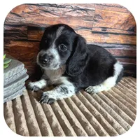 Merlin ... AKC, a male Miniature Dachshund for sale in Smithville, TN – 4 of 9