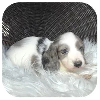 Rocket ... AKC, a male Miniature Dachshund for sale in Smithville, TN – 5 of 8