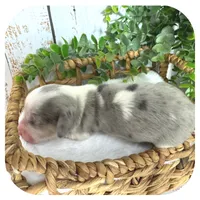 Rooster ... AKC, a male Miniature Dachshund for sale in Smithville, TN – 6 of 9