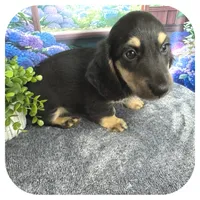 Jetta ... AKC, a female Miniature Dachshund for sale in Smithville, TN – 6 of 8