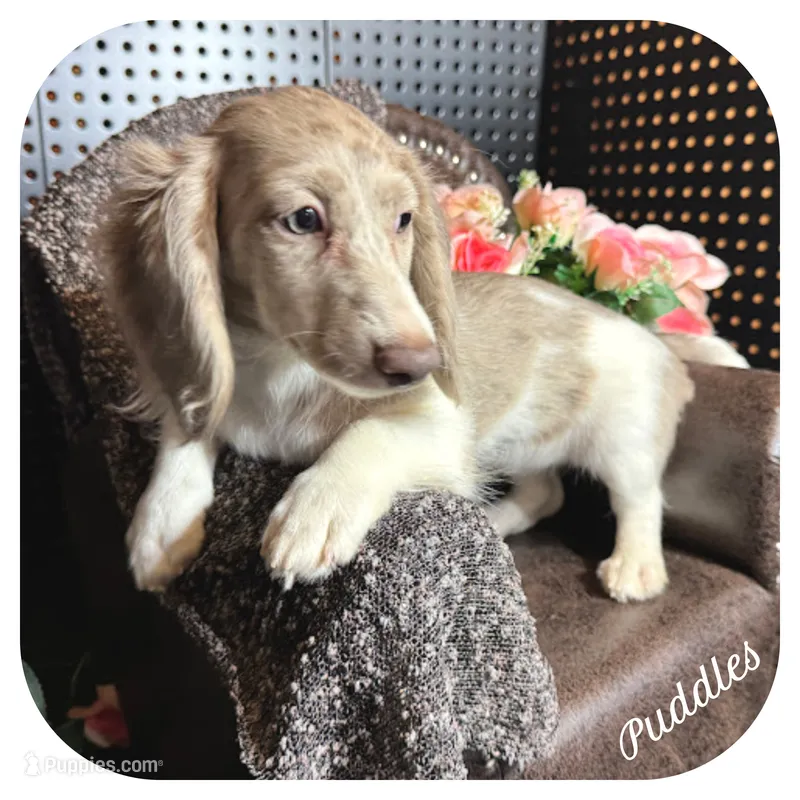 Puddles ... AKC – Miniature Dachshund puppy for sale in Smithville, TN