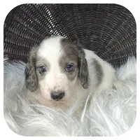 Rocket ... AKC, a male Miniature Dachshund for sale in Smithville, TN – 6 of 8