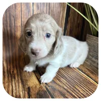 Puddles ... AKC, a female Miniature Dachshund for sale in Smithville, TN – 6 of 10