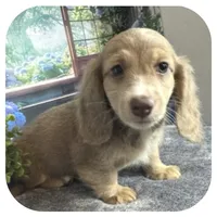 Jabber ... AKC, a male Miniature Dachshund for sale in Smithville, TN – 3 of 10