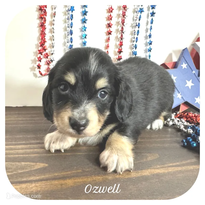 Ozwell ... AKC – Miniature Dachshund puppy for sale in Smithville, TN