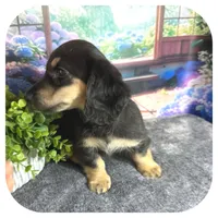 Jetta ... AKC, a female Miniature Dachshund for sale in Smithville, TN – 3 of 8