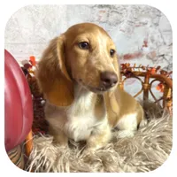 Odessa ... AKC, a female Miniature Dachshund for sale in Smithville, TN – 3 of 10