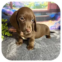 Lindy ... AKC, a female Miniature Dachshund for sale in Smithville, TN – 6 of 9