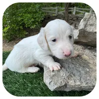 Marshmellow ... AKC, a male Miniature Dachshund for sale in Smithville, TN – 5 of 10