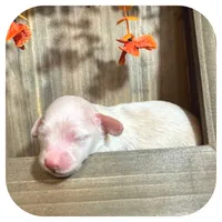 Tango ... AKC, a male Miniature Dachshund for sale in Smithville, TN – 6 of 9