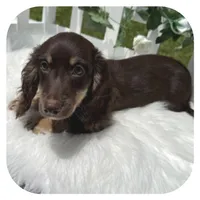 Kai ... AKC, a male Miniature Dachshund for sale in Smithville, TN – 3 of 7