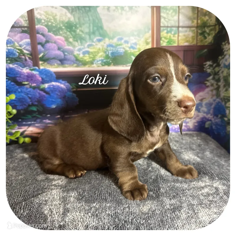 Loki ... AKC – Miniature Dachshund puppy for sale in Smithville, TN