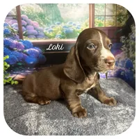 Loki ... AKC, a male Miniature Dachshund for sale in Smithville, TN – 1 of 10