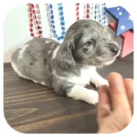 Pixie ... AKC, a female Miniature Dachshund for sale in Smithville, TN – 2 of 8