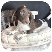 Intro ... AKC, a male Miniature Dachshund for sale in Smithville, TN – 3 of 8