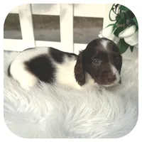 Intro ... AKC, a male Miniature Dachshund for sale in Smithville, TN – Photo 5 of 10