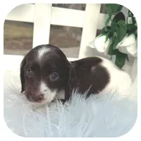 Intro ... AKC, a male Miniature Dachshund for sale in Smithville, TN – Photo 6 of 10
