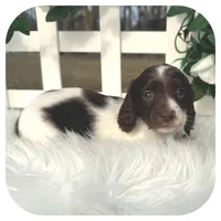 Intro ... AKC, a male Miniature Dachshund for sale in Smithville, TN – Photo 2 of 10