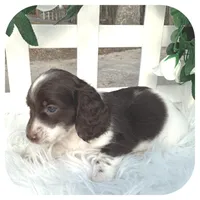 Intro ... AKC, a male Miniature Dachshund for sale in Smithville, TN – Photo 4 of 10