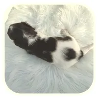 Intro ... AKC, a male Miniature Dachshund for sale in Smithville, TN – Photo 8 of 10