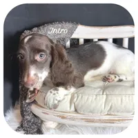 Intro ... AKC, a male Miniature Dachshund for sale in Smithville, TN – 1 of 8