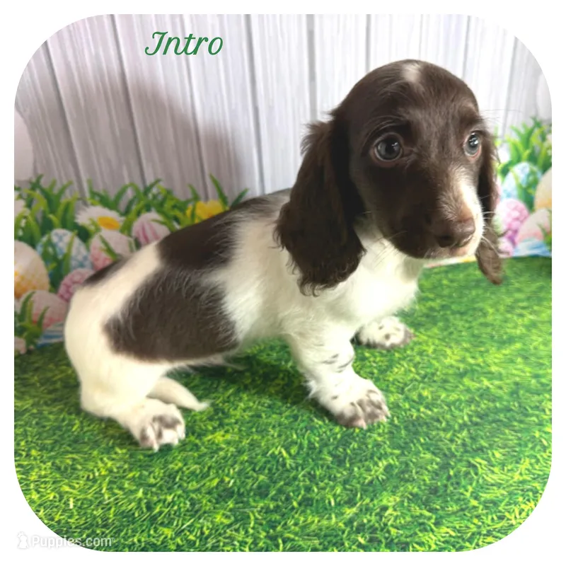 Intro ... AKC – Miniature Dachshund puppy for sale in Smithville, TN