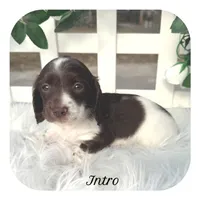 Intro ... AKC, a male Miniature Dachshund for sale in Smithville, TN – Photo 1 of 10