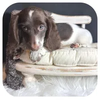 Intro ... AKC, a male Miniature Dachshund for sale in Smithville, TN – 2 of 8