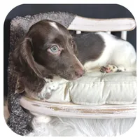 Intro ... AKC, a male Miniature Dachshund for sale in Smithville, TN – 4 of 8