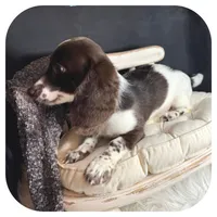 Intro ... AKC, a male Miniature Dachshund for sale in Smithville, TN – 5 of 8