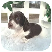 Intro ... AKC, a male Miniature Dachshund for sale in Smithville, TN – Photo 3 of 10