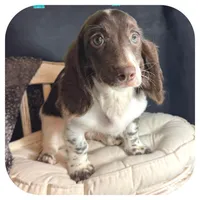 Intro ... AKC, a male Miniature Dachshund for sale in Smithville, TN – 6 of 8
